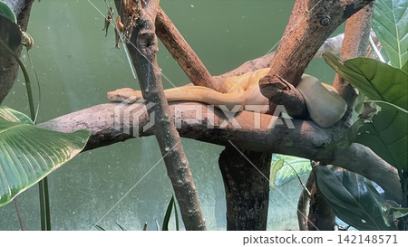 Albino Boa Constrictor Resting on Tree Branch Albino Boa Constrictor Resting on Tree Branch 142148571
