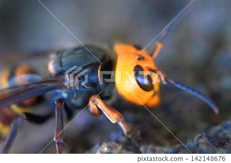 Giant hornets gnawing on oak trees Giant hornets gnawing on oak trees 142148676