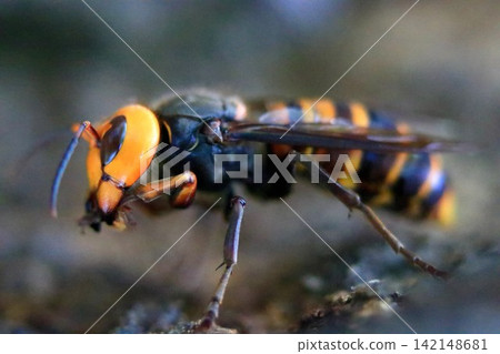 Giant hornets gnawing on oak trees Giant hornets gnawing on oak trees 142148681