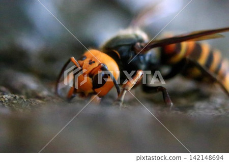 Giant hornets gnawing on oak trees Giant hornets gnawing on oak trees 142148694