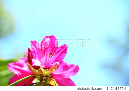 Rhododendron Flower Rhododendron Flower 142148734