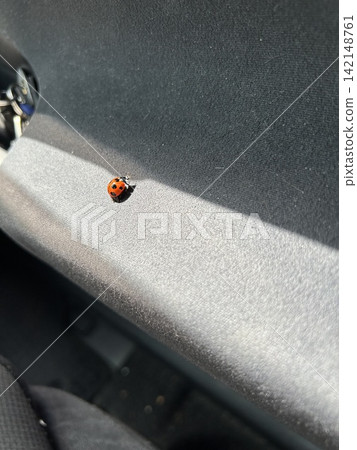車身上的瓢蟲(昆蟲) 車身上的瓢蟲(昆蟲) 142148761