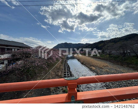 從靜岡縣河津町的橋上眺望櫻花美景 142148762