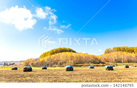 The refreshing autumn blue sky and the Hokkaido landscape with its traditional farming methods, known as "nio." The refreshing autumn blue sky and the Hokkaido landscape with its traditional farming methods, known as "nio." 142148795