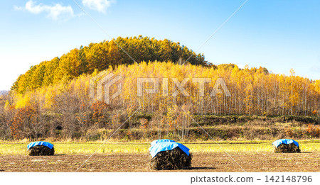The refreshing autumn blue sky and the Hokkaido landscape with its traditional farming methods, known as "nio." The refreshing autumn blue sky and the Hokkaido landscape with its traditional farming methods, known as "nio." 142148796