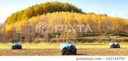 The refreshing autumn blue sky and the Hokkaido landscape with its traditional farming methods, known as "nio." The refreshing autumn blue sky and the Hokkaido landscape with its traditional farming methods, known as "nio." 142148797