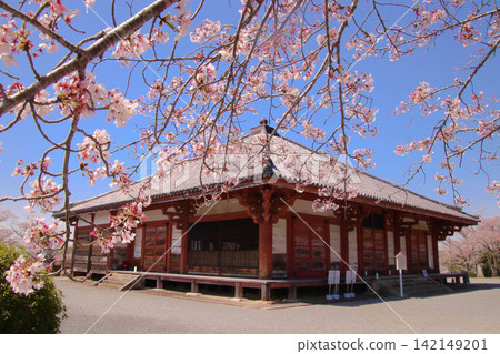 櫻花、藍天和淨土道堂 櫻花、藍天和淨土道堂 142149201