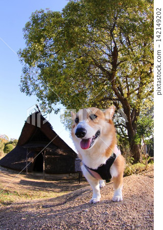 柯基犬與半地穴式住宅 柯基犬與半地穴式住宅 142149202