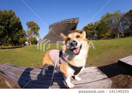 柯基犬、半地穴式房屋和藍天 柯基犬、半地穴式房屋和藍天 142149203