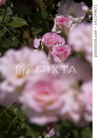 Pink roses are blooming in the rose garden. This rose is called Matilda. 142149671