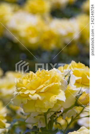 Yellow roses are in bloom in the rose garden. The name of this rose is Gold Bunny. Yellow roses are in bloom in the rose garden. The name of this rose is Gold Bunny. 142149784