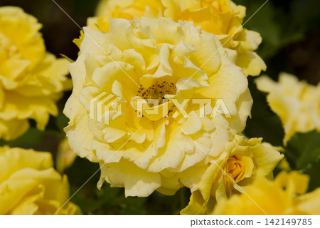 Yellow roses are in bloom in the rose garden. The name of this rose is Gold Bunny. Yellow roses are in bloom in the rose garden. The name of this rose is Gold Bunny. 142149785