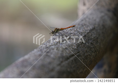 一隻紅色的蜻蜓停在欄桿上 一隻紅色的蜻蜓停在欄桿上 142149851