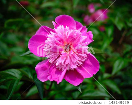 Peony Peony 142149929