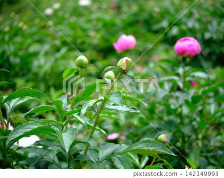 Peony Peony 142149993