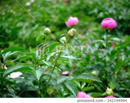 Peony Peony 142149994