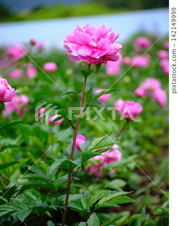 Peony Peony 142149999