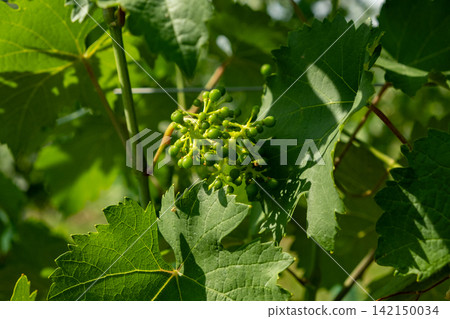 Macro view of small green grape berries formation surrounded by grape leaves Macro view of small green grape berries formation surrounded by grape leaves 142150034
