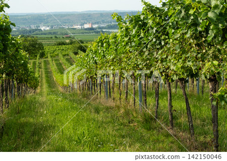 Organic grape vines growing in neat rows on a sunny winery farm Organic grape vines growing in neat rows on a sunny winery farm 142150046
