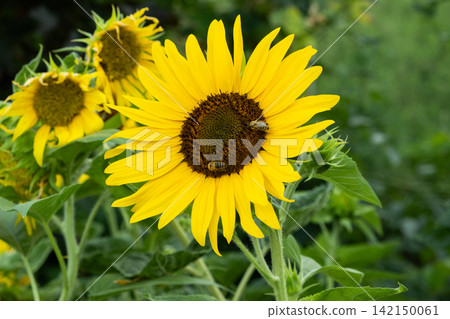 Bright yellow sunflower blooming in field with bees collecting nectar Bright yellow sunflower blooming in field with bees collecting nectar 142150061