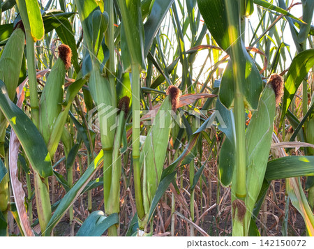 Green corn stalks with ripe cobs in a farm field on a sunny day Green corn stalks with ripe cobs in a farm field on a sunny day 142150072