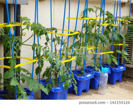 Mini tomatoes (tomatoes) being grown in blue flowerpots as part of elementary school life skills and science classes. Mini tomatoes (tomatoes) being grown in blue flowerpots as part of elementary school life skills and science classes. 142150120