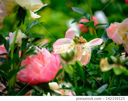 Peony Peony 142150125