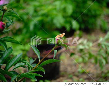 Peony 142150156