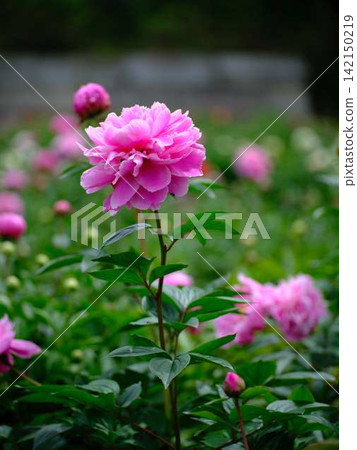 Peony Peony 142150219