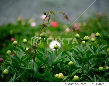 Peony Peony 142150243