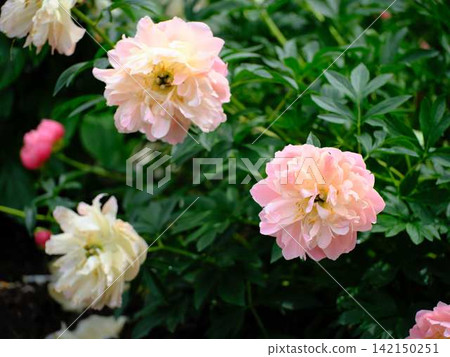 Peony Peony 142150251