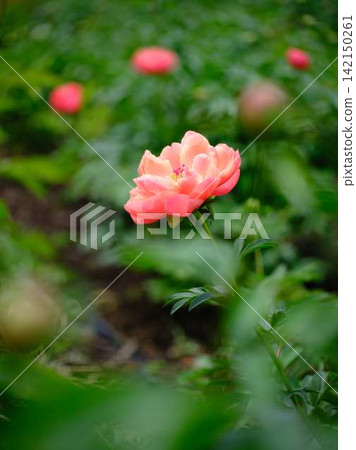 Peony Peony 142150261