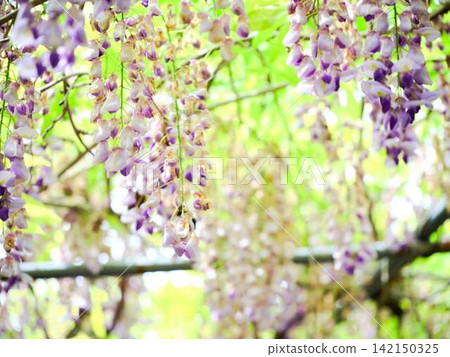 紫藤花在微風中搖曳 紫藤花在微風中搖曳 142150325