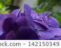Hydrangea and Mantis 142150349