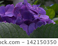 Hydrangea and Mantis 142150350