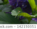 Hydrangea and Mantis 142150351