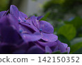 Hydrangea and Mantis 142150352