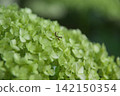 Praying Mantis and Stink Bug 142150354