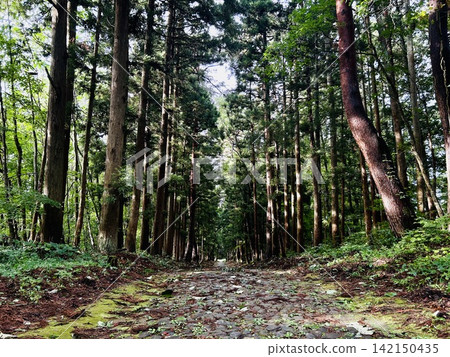 A moss-covered cobblestone path stretches straight through the deep forest. A moss-covered cobblestone path stretches straight through the deep forest. 142150435
