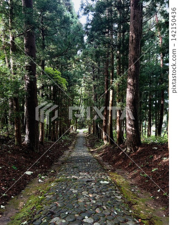 A single cobblestone path leads deep into the forest, surrounded by trees. A single cobblestone path leads deep into the forest, surrounded by trees. 142150436