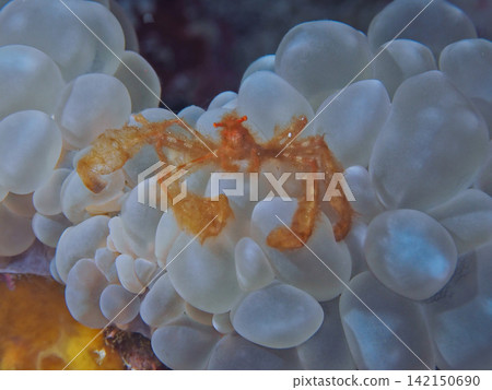 White soft coral and orangutan crab White soft coral and orangutan crab 142150690