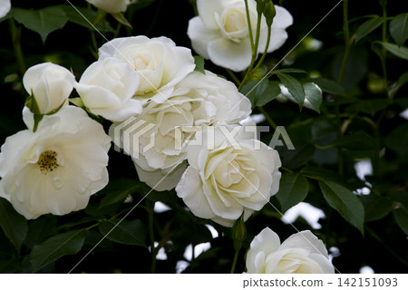 White roses are in bloom in the rose garden. The name of this rose is Iceberg (Schnewigen). White roses are in bloom in the rose garden. The name of this rose is Iceberg (Schnewigen). 142151093