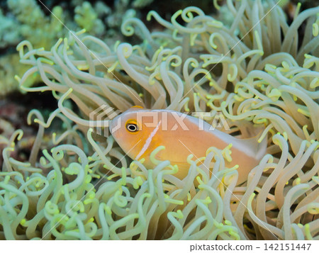 海葵和紅臉anemonefish 142151447