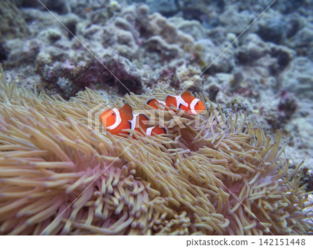 一對小丑魚躲在海葵裡。 一對小丑魚躲在海葵裡。 142151448
