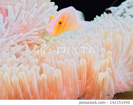Clownfish hiding inside an anemone in Palau Clownfish hiding inside an anemone in Palau 142151450