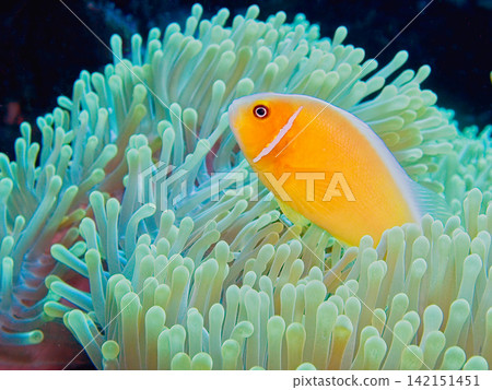 帛琉：生活在海葵中的小丑魚 142151451