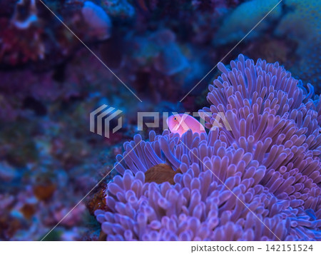 A clownfish hiding inside a purple anemone. A clownfish hiding inside a purple anemone. 142151524