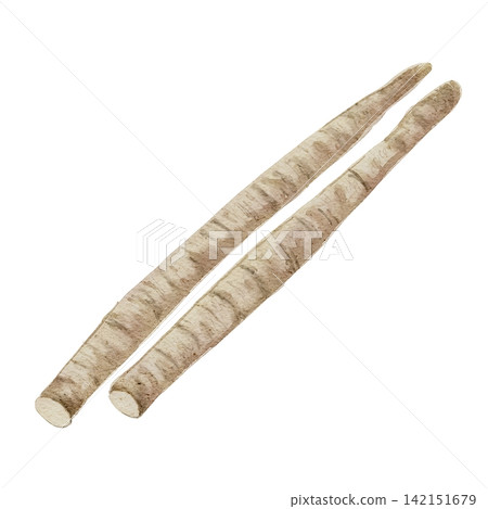 Watercolor illustration of burdock root Watercolor illustration of burdock root 142151679