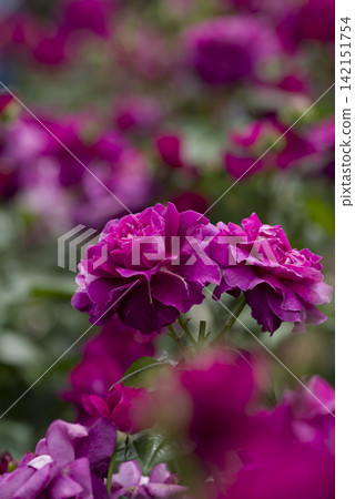 玫瑰園裡盛開著紅紫色的玫瑰花。這朵玫瑰的名字叫Intrigue。 玫瑰園裡盛開著紅紫色的玫瑰花。這朵玫瑰的名字叫Intrigue。 142151754