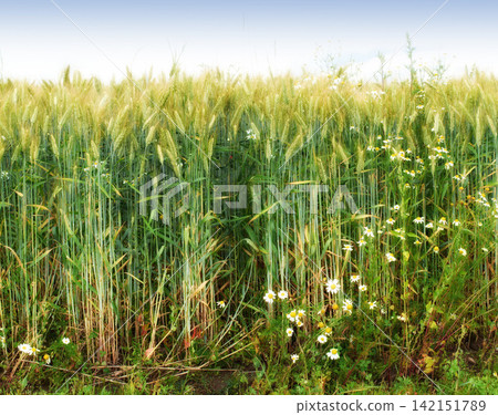 Green wheat, farm and plants for food or harvest, growth and development for crops in America. Field of grain, sustainability of nature and landscape of barley, organic grass and sunny in countryside Green wheat, farm and plants for food or harvest, growth and development for crops in America. Field of grain, sustainability of nature and landscape of barley, organic grass and sunny in countryside 142151789